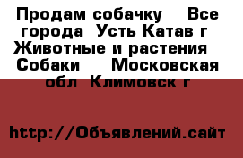 Продам собачку  - Все города, Усть-Катав г. Животные и растения » Собаки   . Московская обл.,Климовск г.